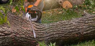 How Our Tree Care Process Works  in  Big Bear City, CA